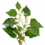 Rau dấp cá tươi, an toàn